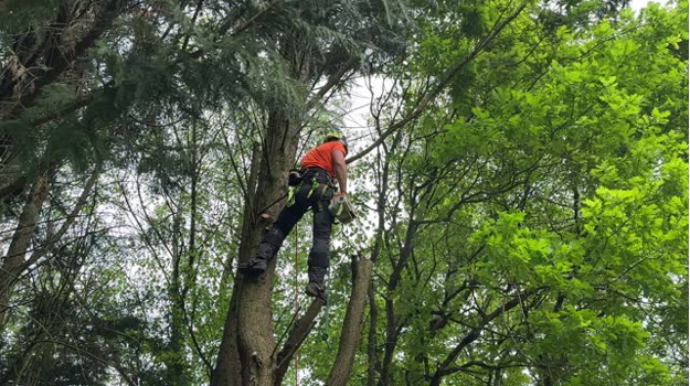 How Proper Tree Care Adds Value to Your Home