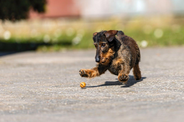 5 Life-Changing Benefits of Hiring a Certified Dog Trainer for Reactive Dogs